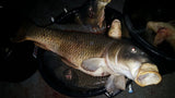 Book your Boondock Bowfishing Adventure Today!!