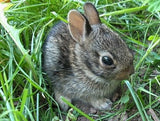 Boondock Outdoors  "Boondock Baby Cottontail" FREE digital sound file